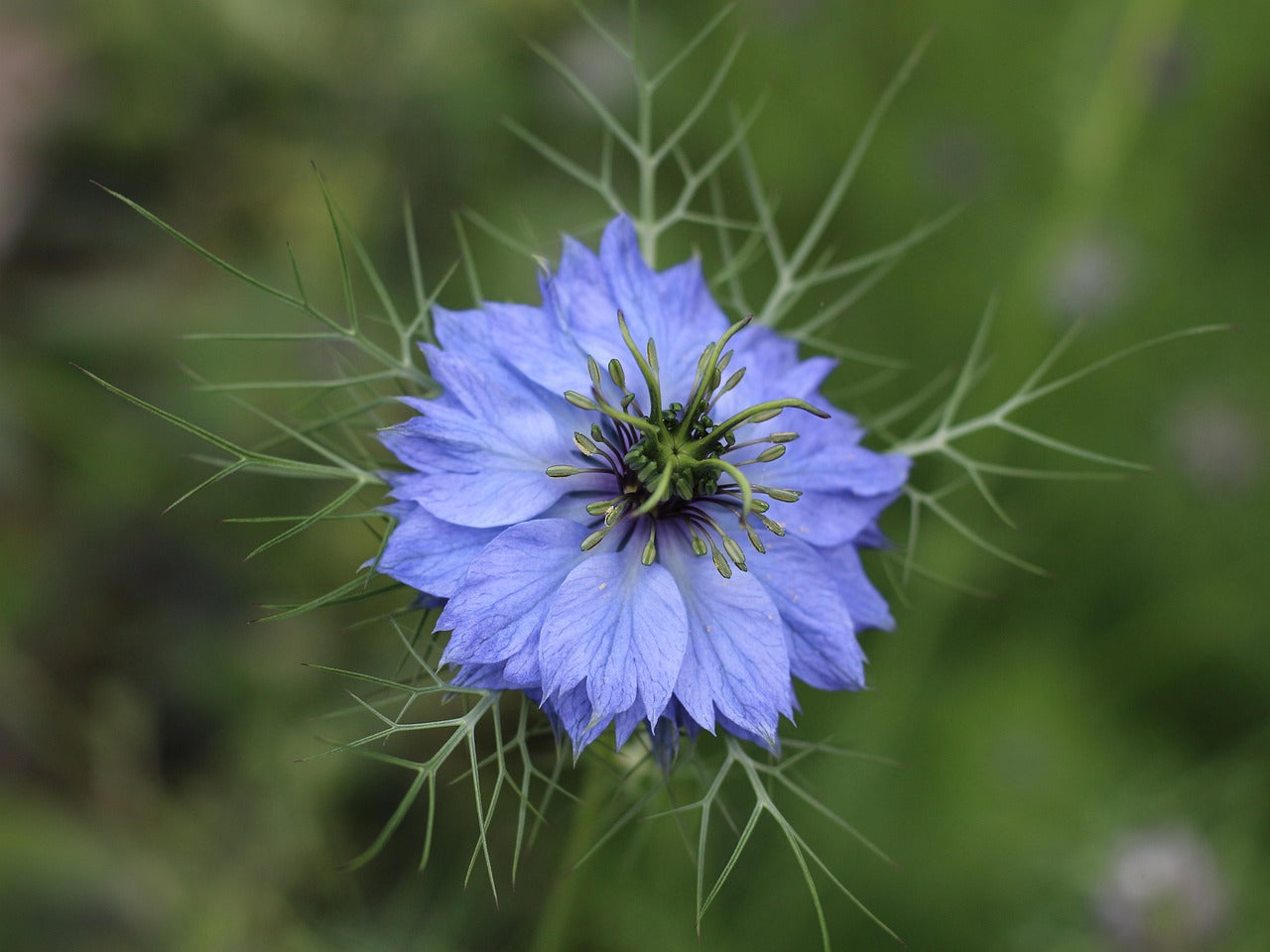 Miel Fleur de Nigelle 250g