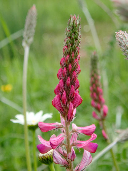 Miel Blanc du Kirghizistan 250g